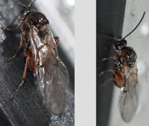 Andricus sp.